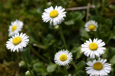 Bellis perennis