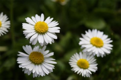 Bellis perennis