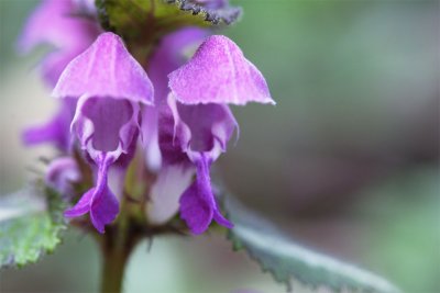 Lamium maculatum album