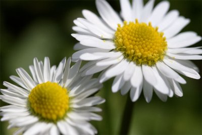 Bellis perennis