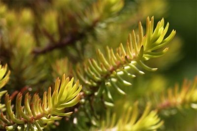 Sedum rupestre Angelina