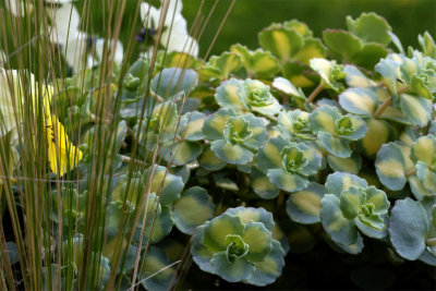 Sedum sieboldii and Stipa tenuifolia