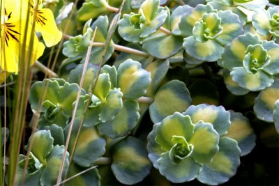 Sedum sieboldii and Stipa tenuifolia