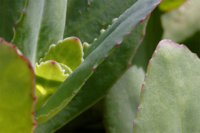 Sedum spectabile Matrona