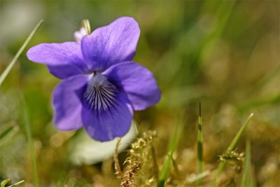 Viola campestris