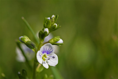 Veronica persica