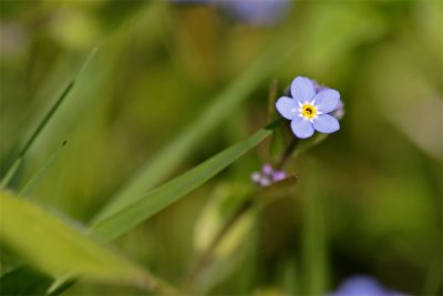 Myosotis