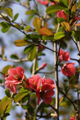 Chaenomeles japonica