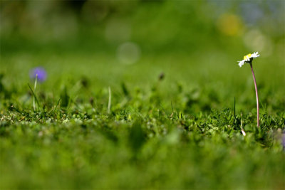 Bellis perennis and grass