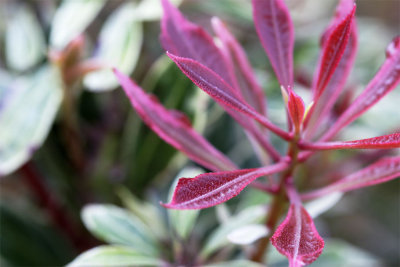 Pieris japonica Arlequin