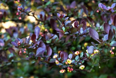 Berberis thunbergii