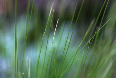 Stipa tenuifolia