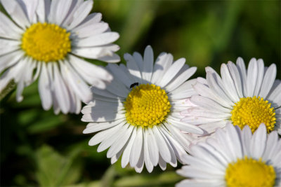 Bellis perennis