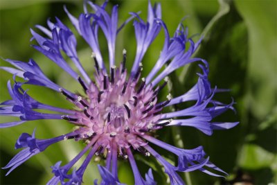 Centaurea montana