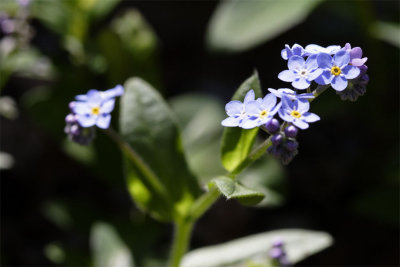 Myosotis