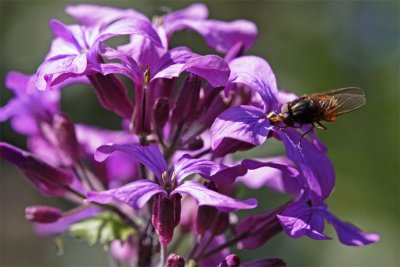Lunaria annua