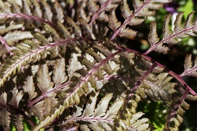 Athyrium niponicum Metallicum