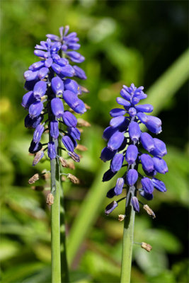 Muscari armeniacum