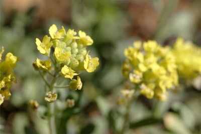 Alyssum montanum