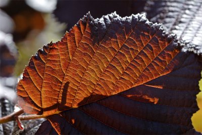 Corylus avellana Atropurpurea