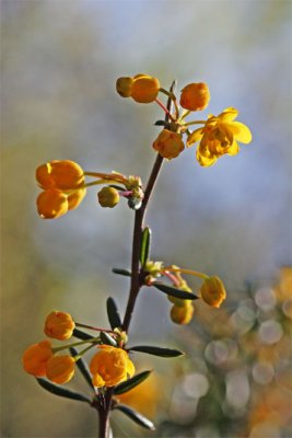 Berberis stenophylla