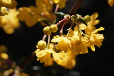 Berberis stenophylla
