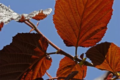 Corylus avellana Atropurpurea