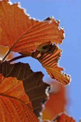 Corylus avellana Atropurpurea