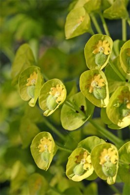 Euphorbia characias Wulfenii