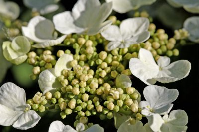 Viburnum plicatum Tomentosum