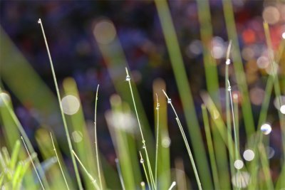 Stipa tenuifolia