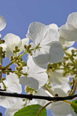 Viburnum plicatum Tomentosum