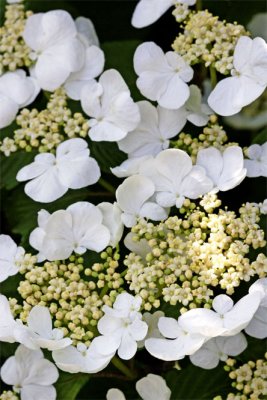 Viburnum plicatum Tomentosum