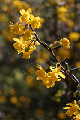 Berberis stenophylla