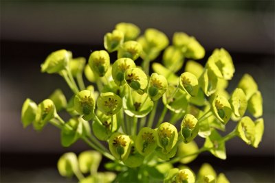 Euphorbia characias Wulfenii