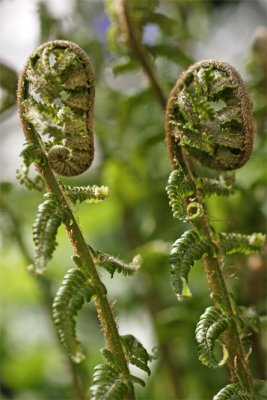 Dryopteris filix-mas