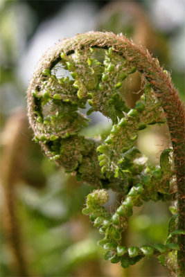 Dryopteris filix-mas