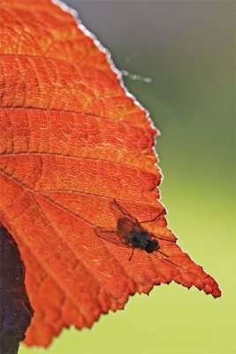 Corylus avellana Atropurpurea