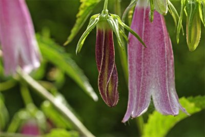 Campanula Elizabeth