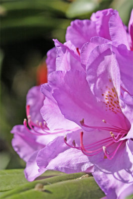 Rhododendron catawbiense  Boursault