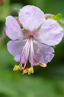 Geranium macrorhizum Spessart