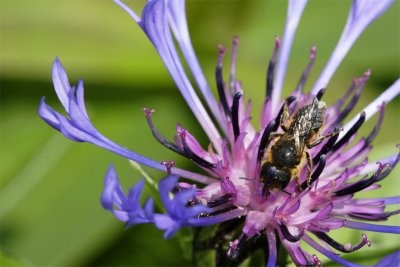 Centaurea montana