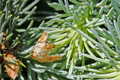 Picea pungens Kosteriana
