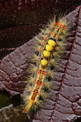Corylus avellana atropurpurea et chenille