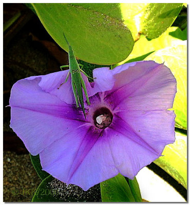 Floral17.jpg