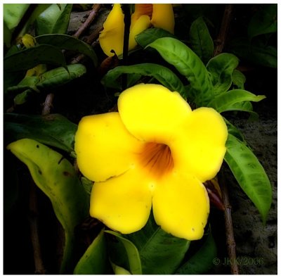 Floral3.jpg
