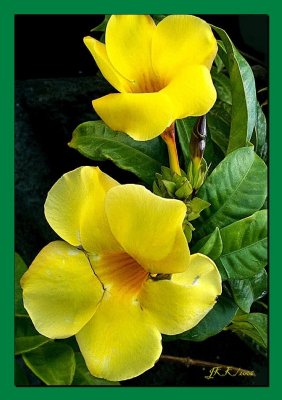 Floral14.jpg