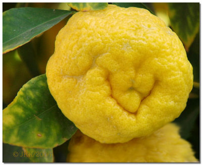 Lemon4.jpg