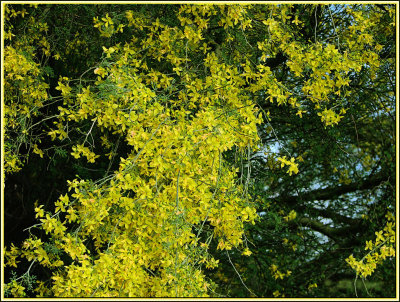 PaloVerdeBlooming.jpg