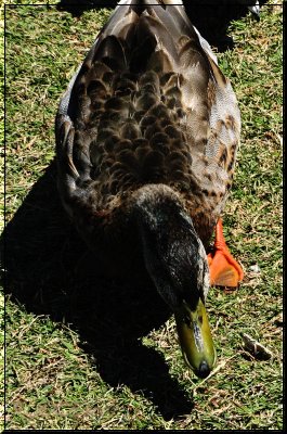 PeckingOrder.jpg